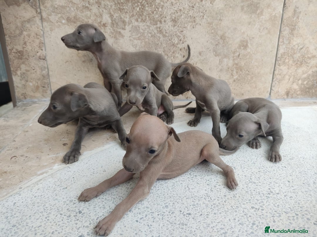 Pequeño Lebrel Italiano perros en venta: Lebrel italiano - Imagen 3
