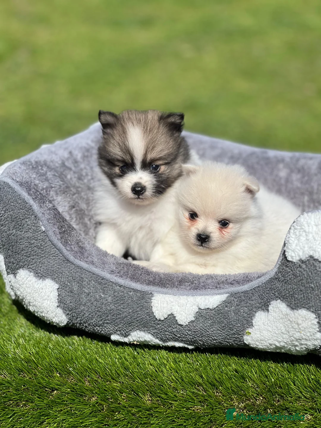 Pomerania perros en venta: Pomerania spiz  - Anuncio 2