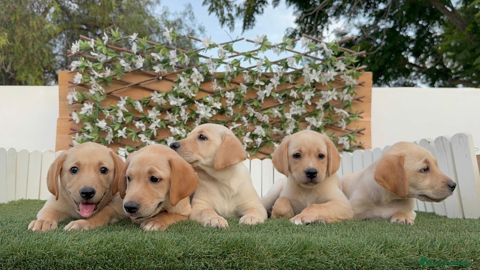 Labrador Retriever perros LABRADOR RETRIEVER - Anuncio 1