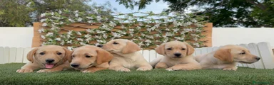 Labrador Retriever 6