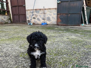 Perro de Agua Español perros PERRO DE AGUA - Anuncio 8