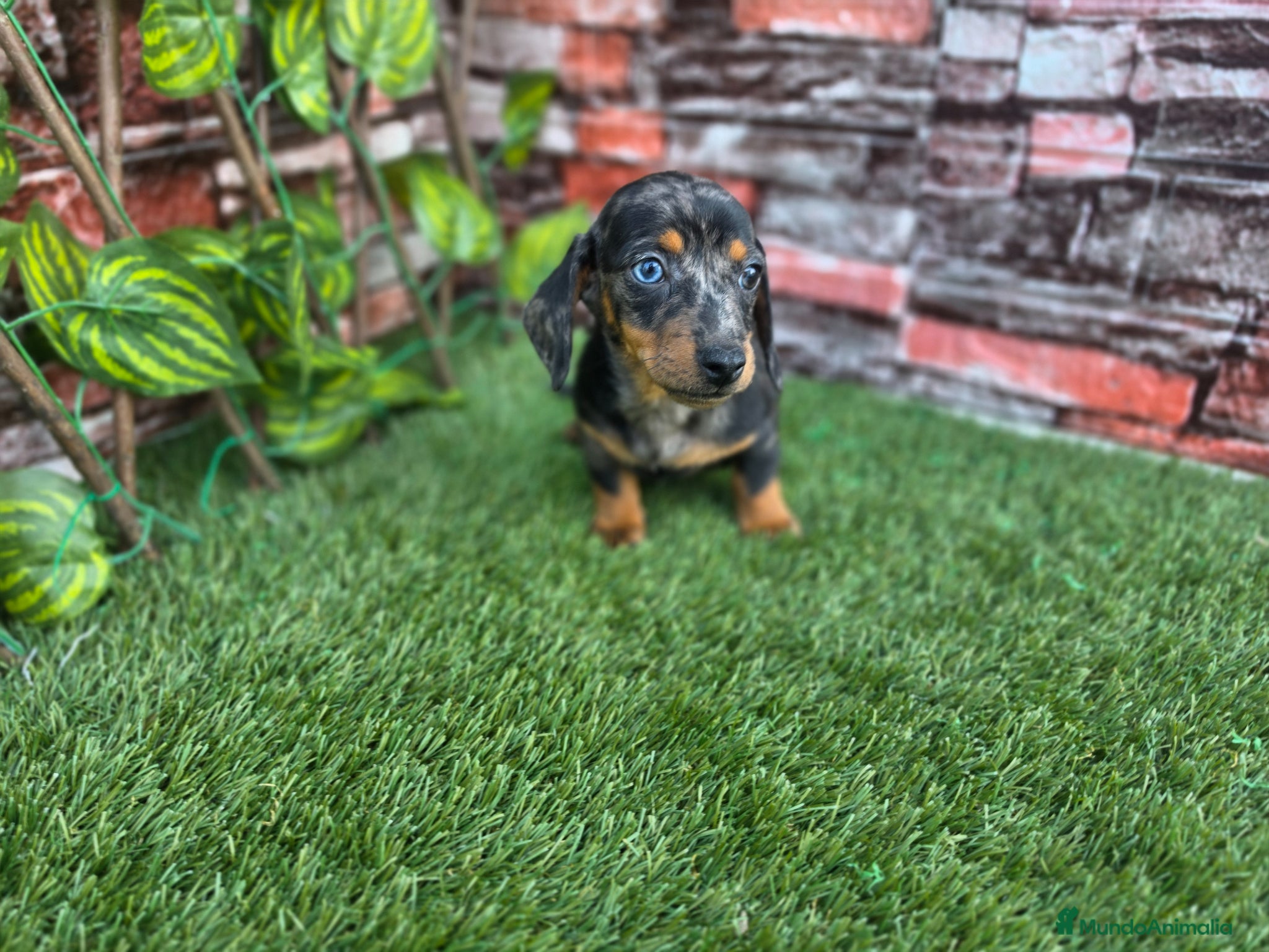 Teckel perros TECKEL KANNINCHEN ARLEQUIN - Anuncio 2