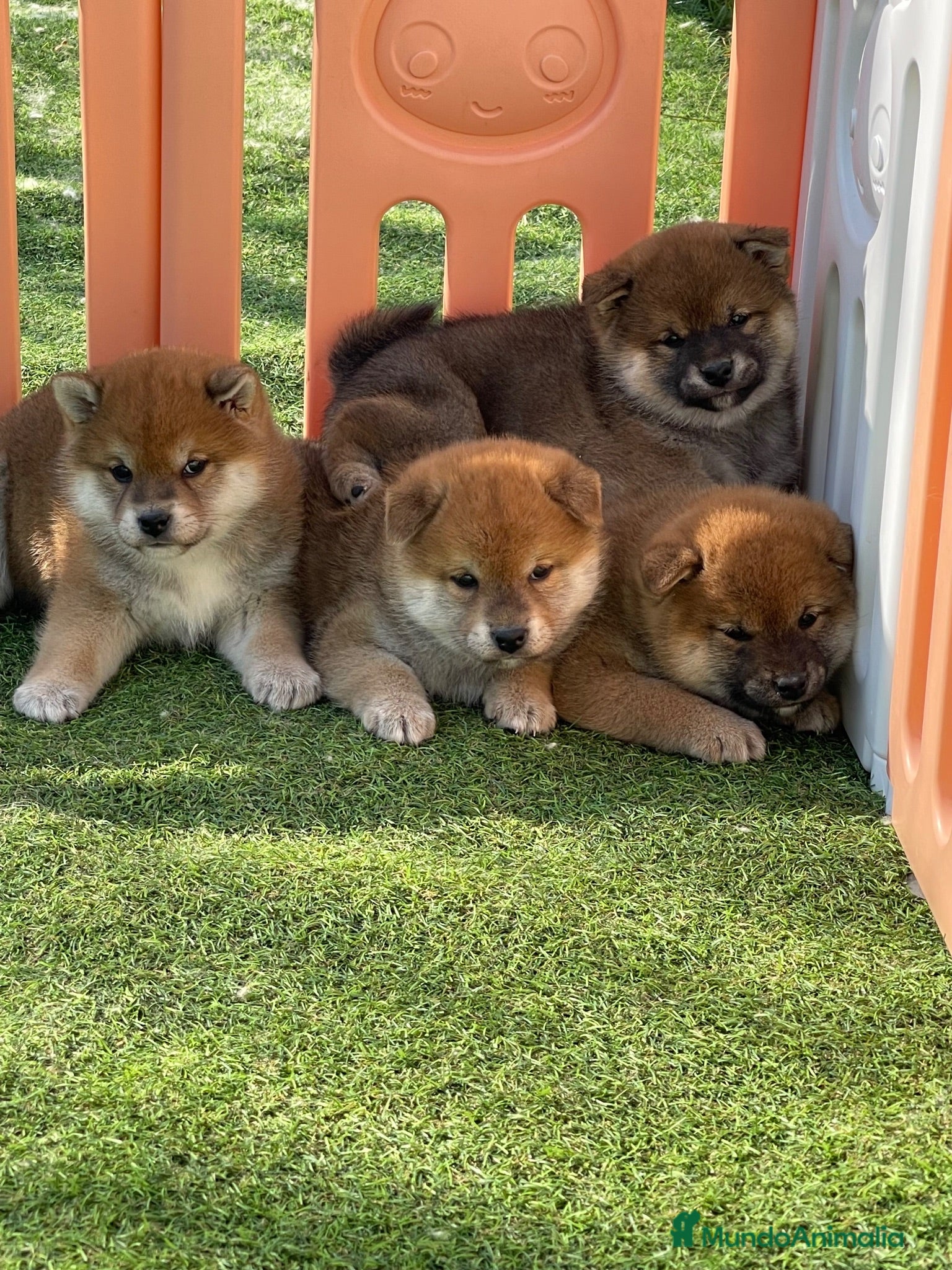 Shiba Inu perros Shiba Inu  - Anuncio 1