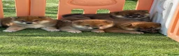Shiba Inu perros en venta: Shiba Inu  - Anuncio 1