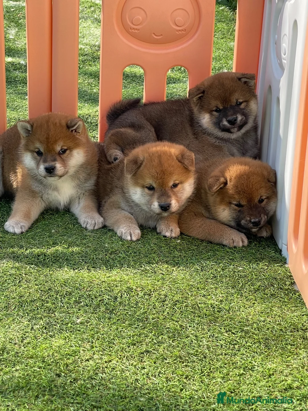 Shiba Inu perros en venta: Shiba Inu  - Anuncio 1