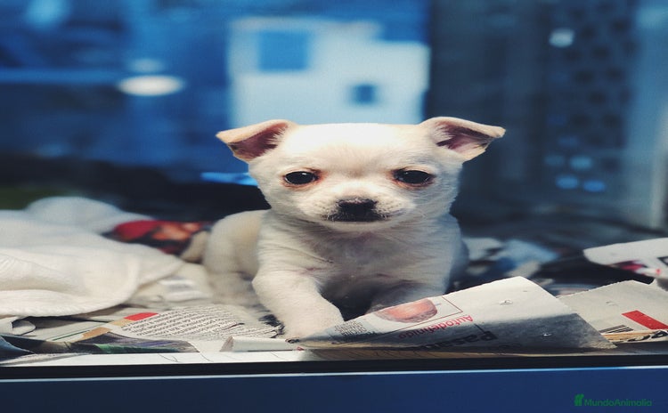 Chihuahua perros - Propaganda 1