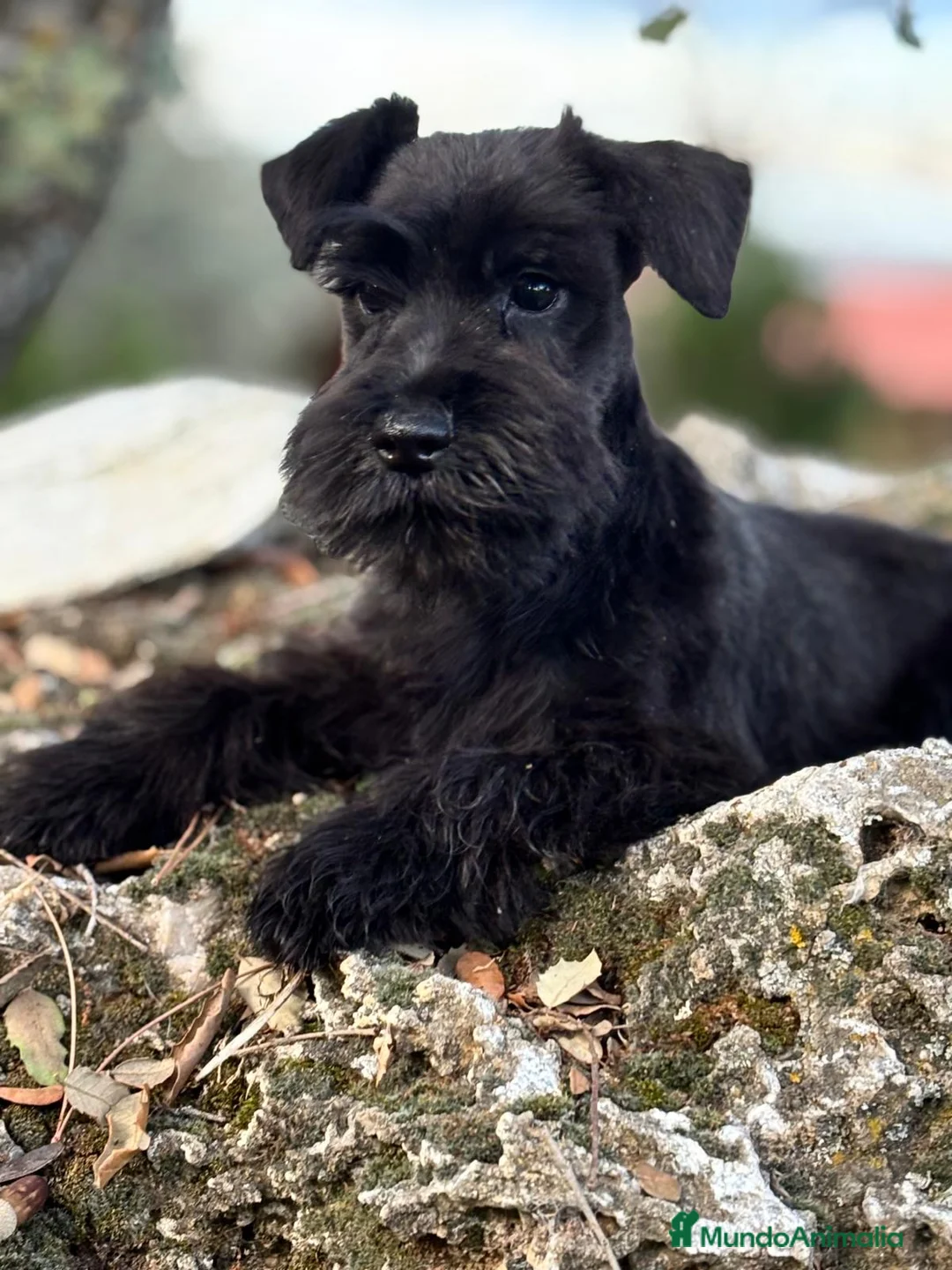 Schnauzer Miniatura perros en venta: Schanuzer miniatura negro  - Anuncio 2