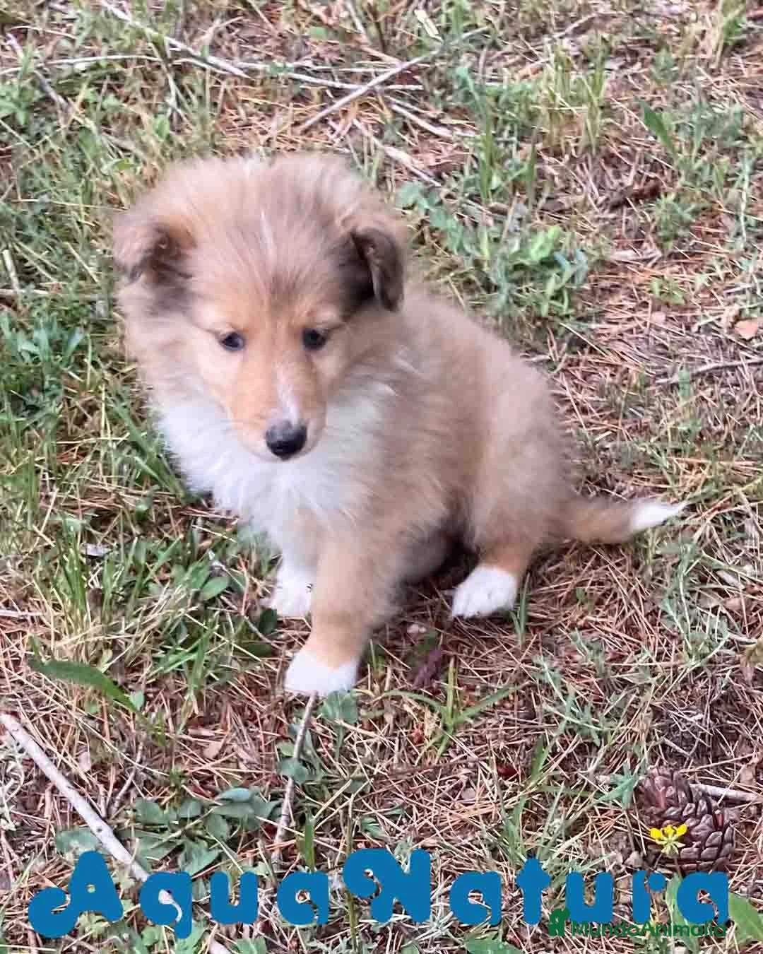 Perro Pastor de las Shetland perros en venta: Pastor de Shetland Macho de Nua AQUANATURA - Anuncio 1