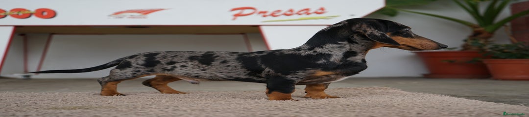 GREGORIO