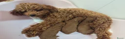 Caniche Toy perros en venta: Caniche rojo - Anuncio 6