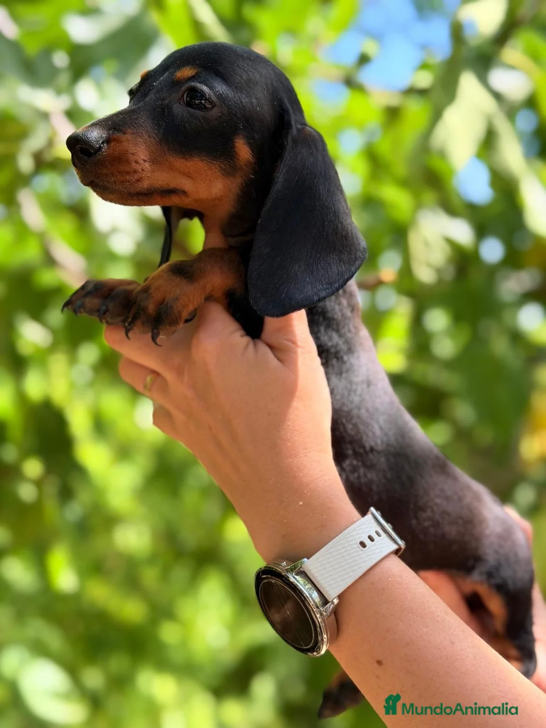 Teckel Miniatura perros en venta: TECKEL MINIATURA ESPECTACULAR - Anuncio 2