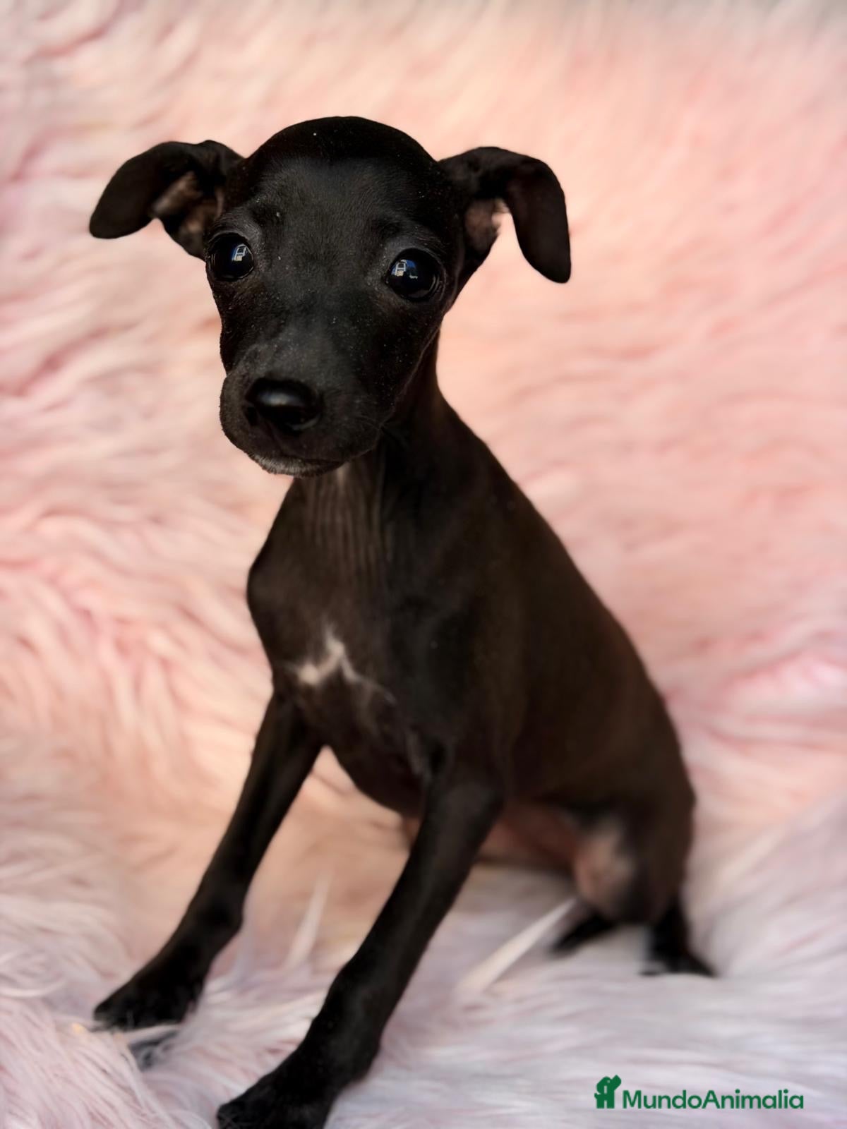 Pequeño Lebrel Italiano perros en venta: ÚLTIMA HEMBRA DE PICCOLO NEGRA - Anuncio 2