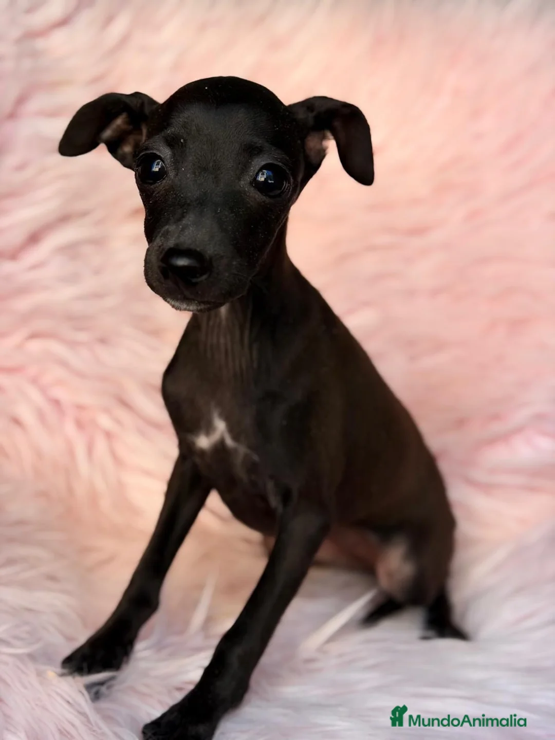 Pequeño Lebrel Italiano perros en venta: ÚLTIMA HEMBRA DE PICCOLO NEGRA - Anuncio 1