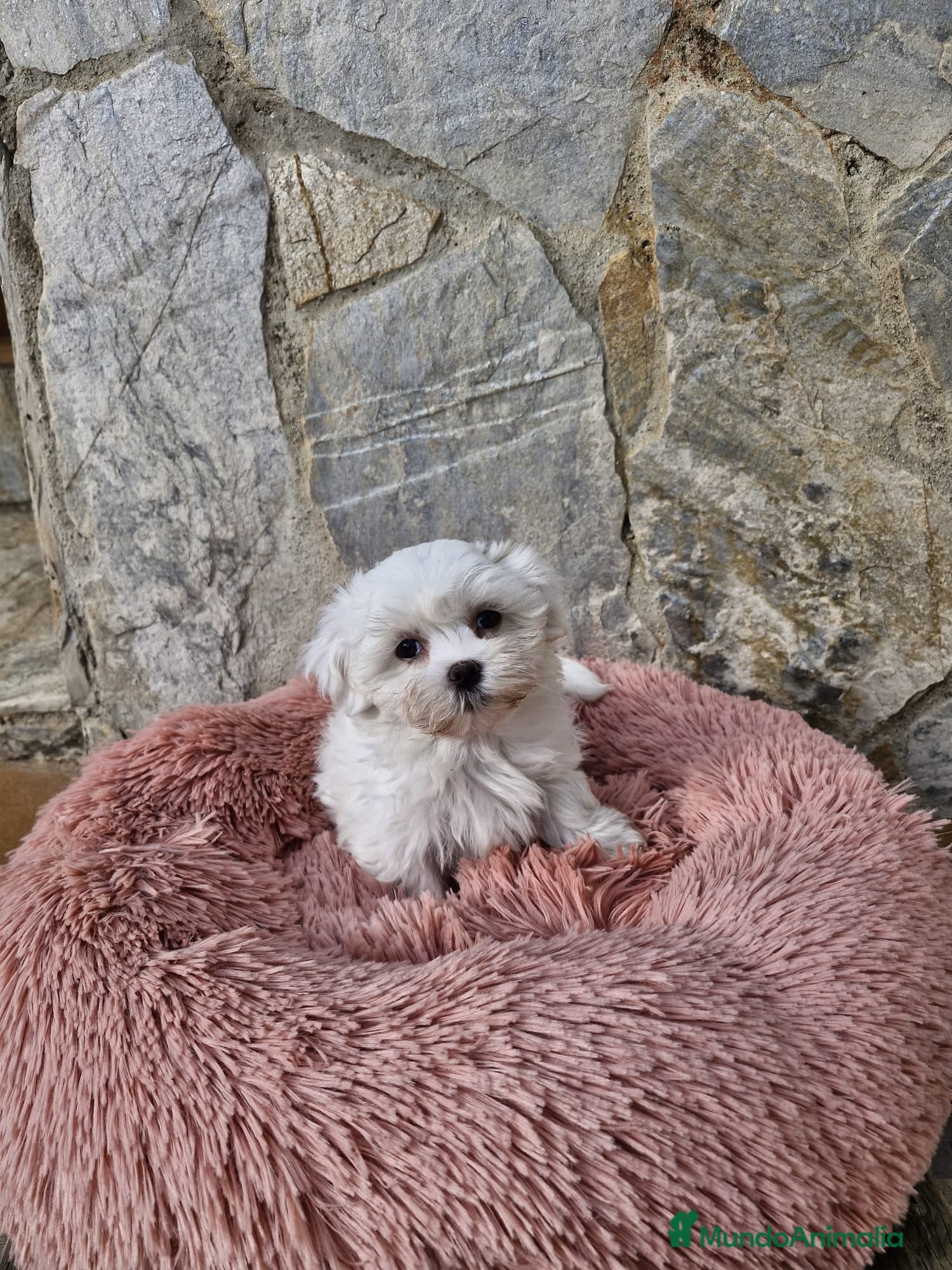 Bichón Maltés perros Bichón maltés - Anuncio 1