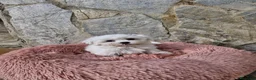 Bichón Maltés perros en venta: Bichón maltés - Anuncio 1