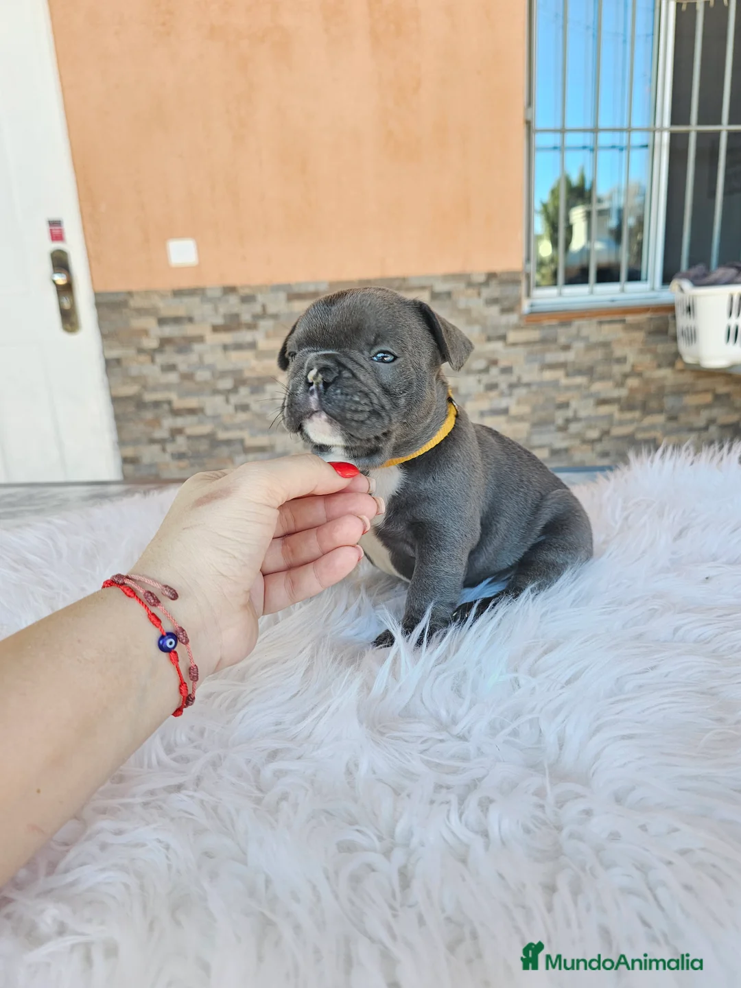 Bulldog Francés perros en venta: Bulldog francés exoticos - Anuncio 10