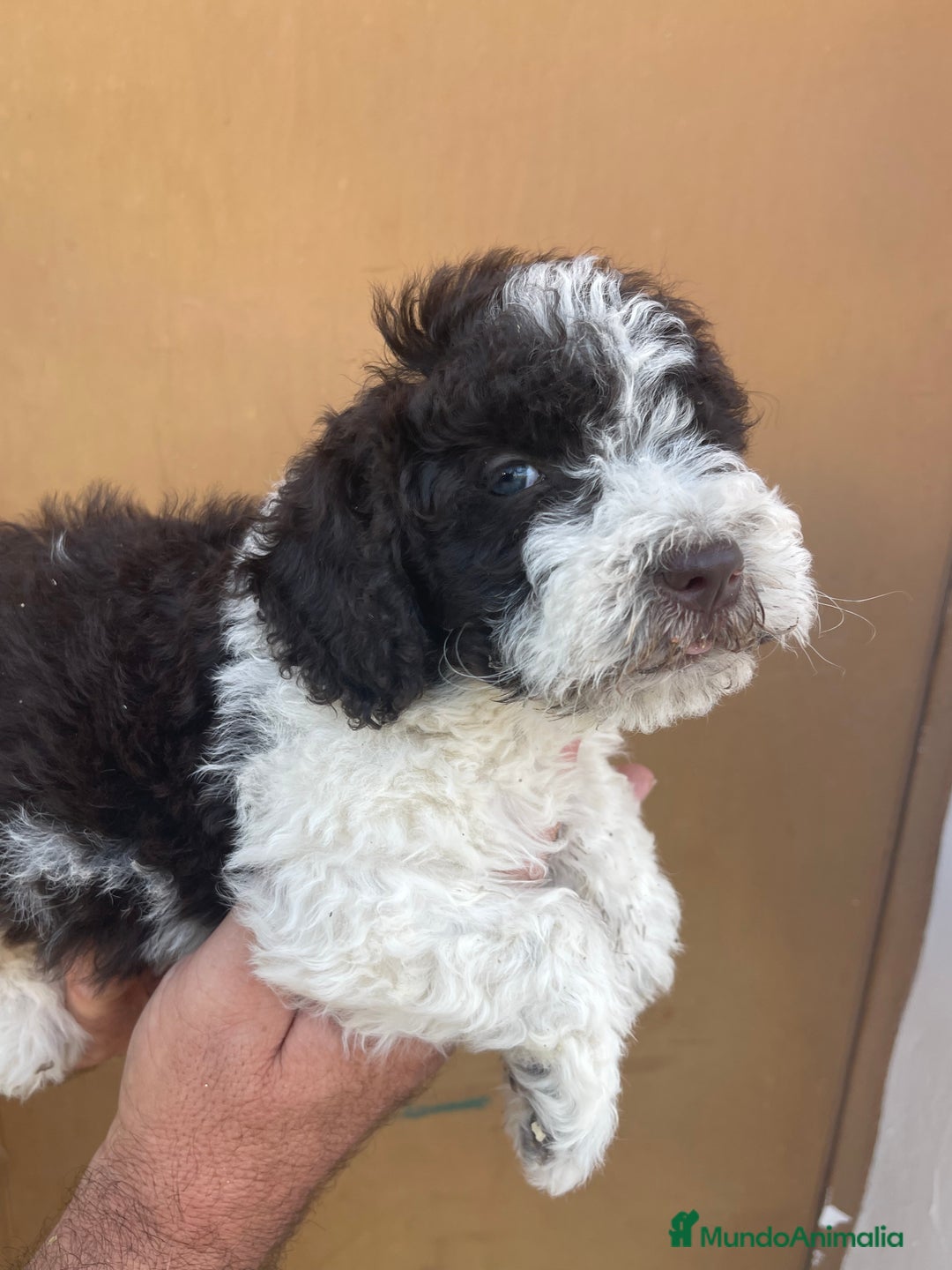 Perro de Agua Español perros en venta: Cachorros perro de agua español  - Imagen 7