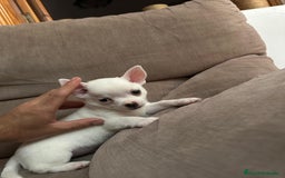 Chihuahua perros en venta: CACHORRO CHIHUAHUA DISPONIBLE  - Imagen 1
