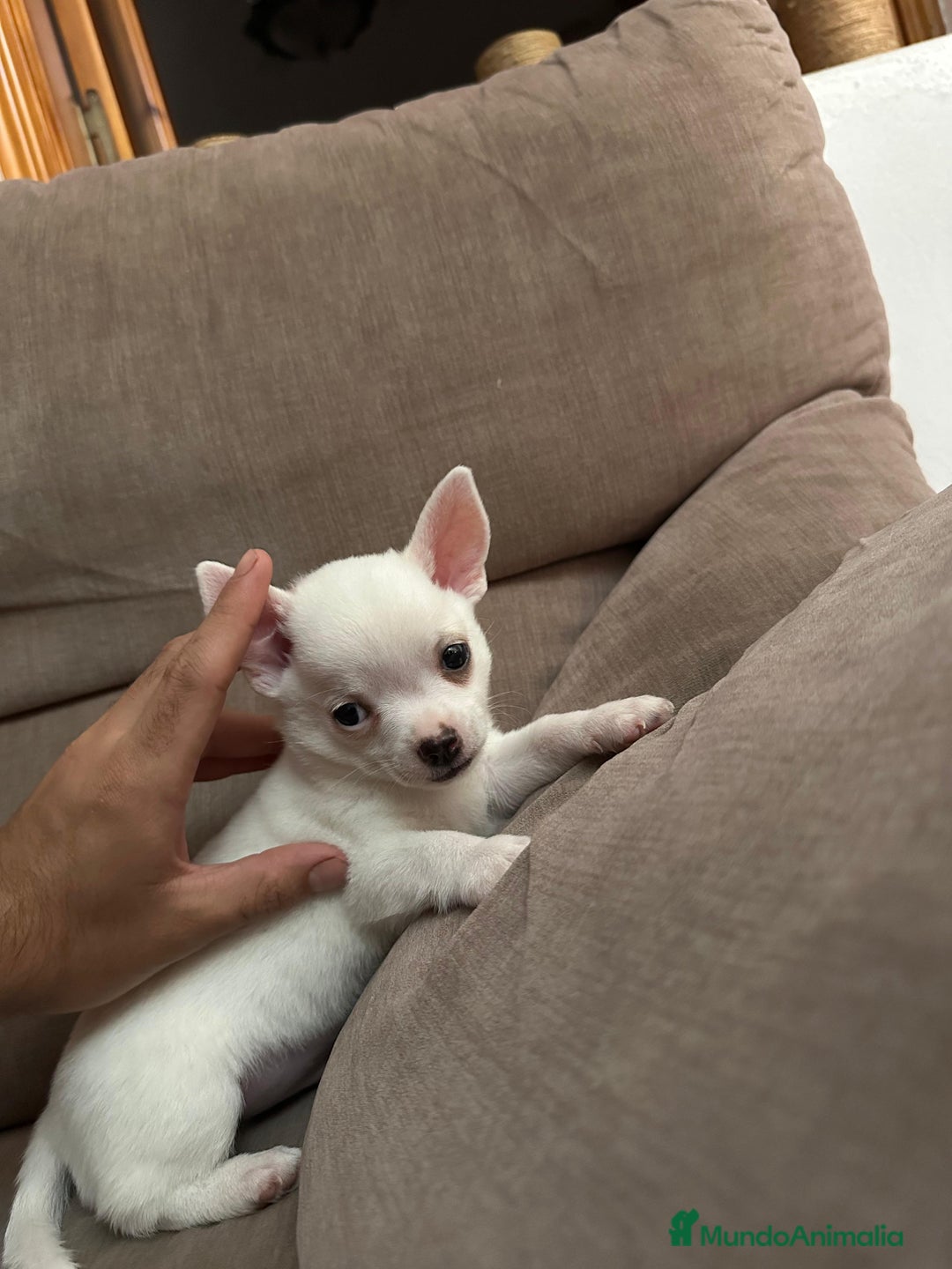 Chihuahua perros en venta: CACHORRO CHIHUAHUA DISPONIBLE  - Imagen 1