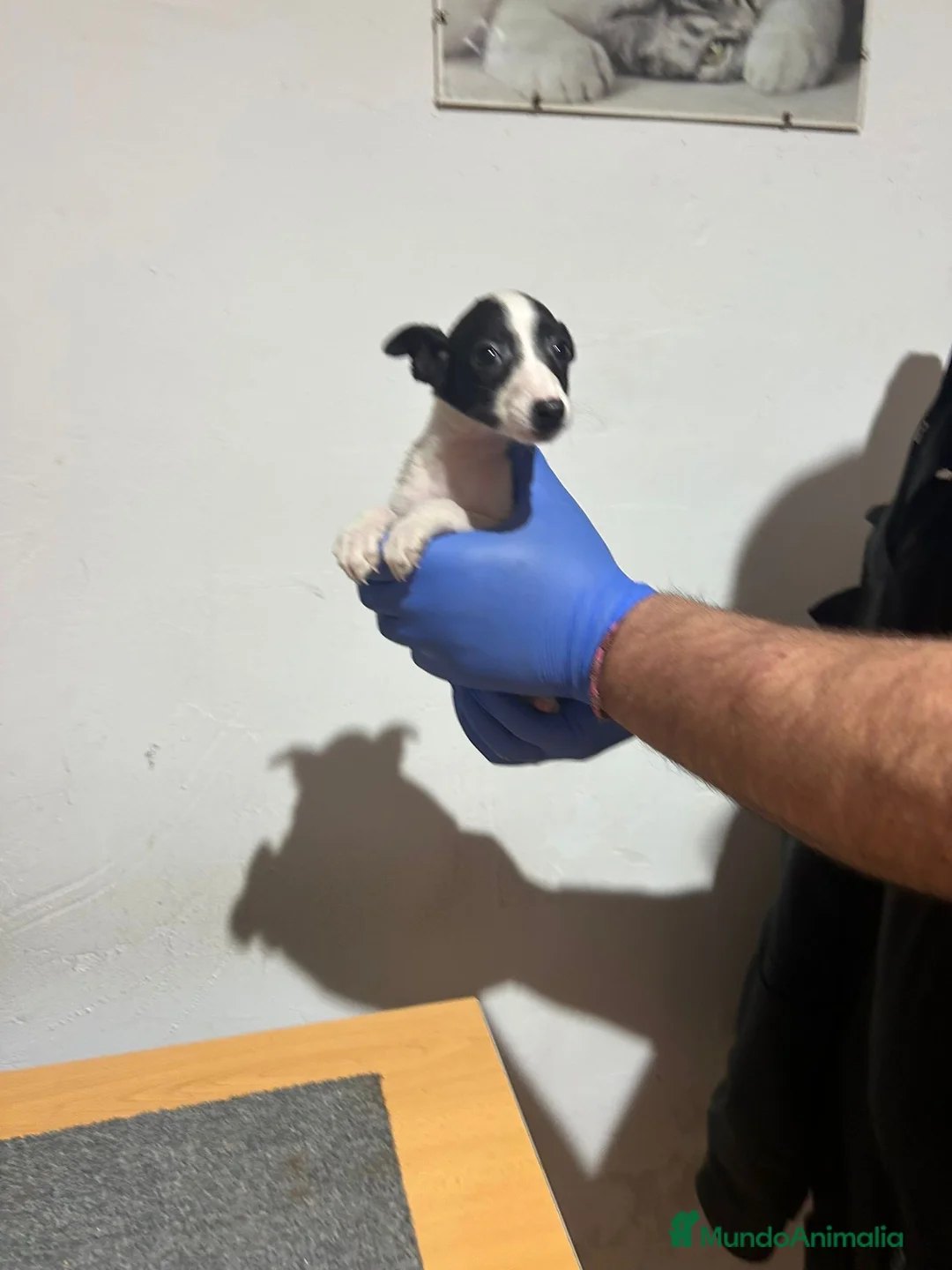 Raza Mixta perros en venta: Cachorros  - Anuncio 1