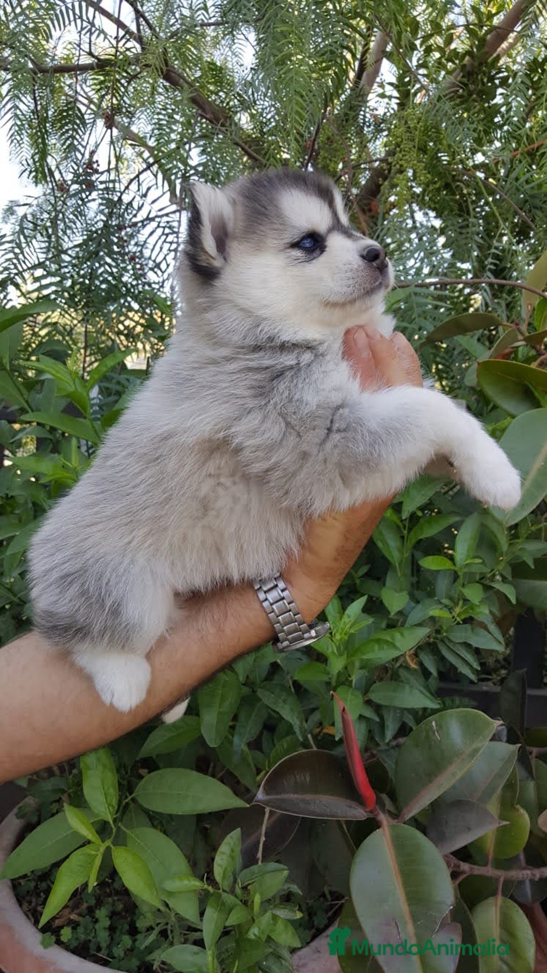 Husky Siberiano perros en venta: cachorros de husky siberiano - Imagen 3