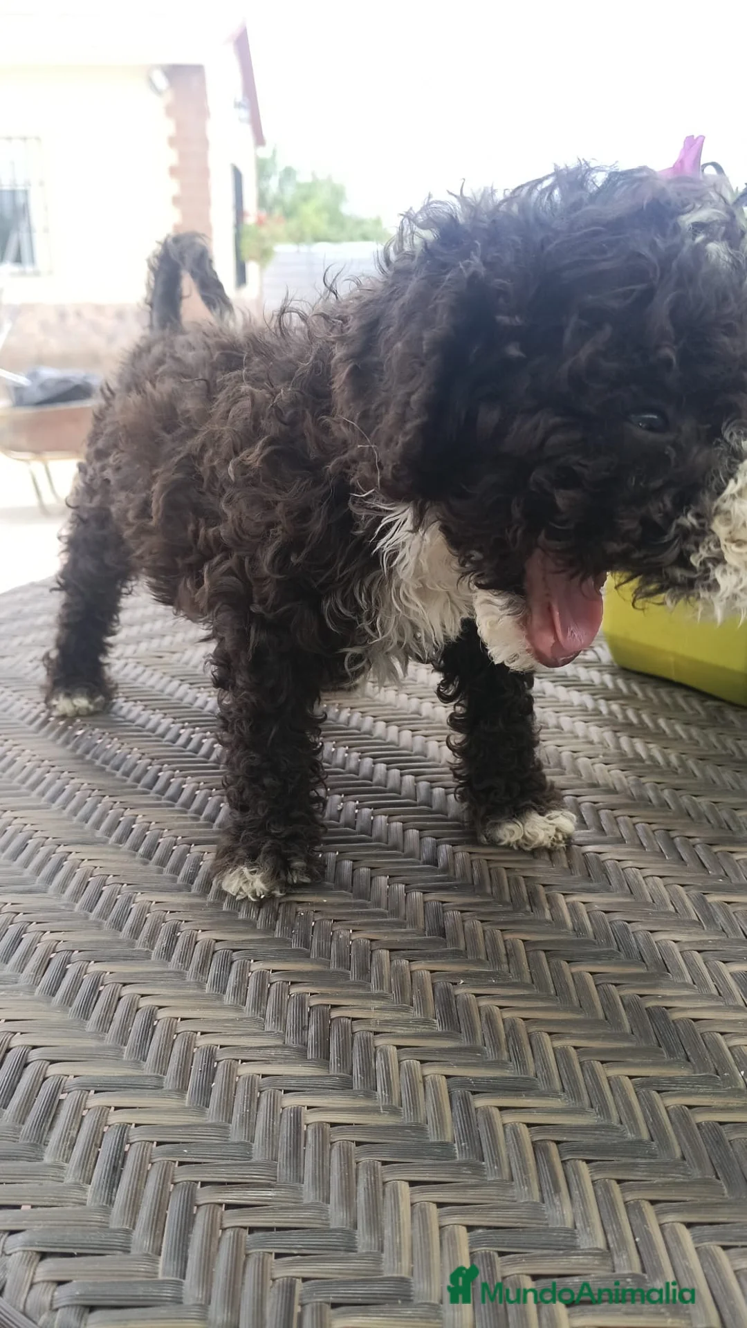 Perro de Agua Español perros en venta: Cachorros perros de agua🐶🐾 - Anuncio 2