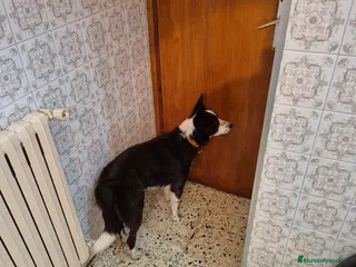 Bearded Collie perros Border collie - Anuncio 4