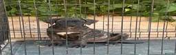 Presa Canario perros en venta: Cachorra de presa canario  - Anuncio 1