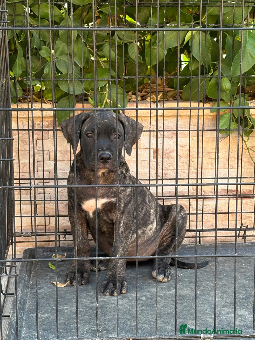 Presa Canario perros en venta: Cachorra de presa canario  - Anuncio 1