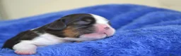 Cavalier King Charles Spaniel perros en venta: cachorros calidad compañia macho y hembra - Anuncio 1
