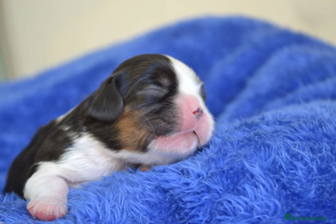 Cavalier King Charles Spaniel perros en venta: cachorros calidad compañia macho y hembra - Anuncio 1