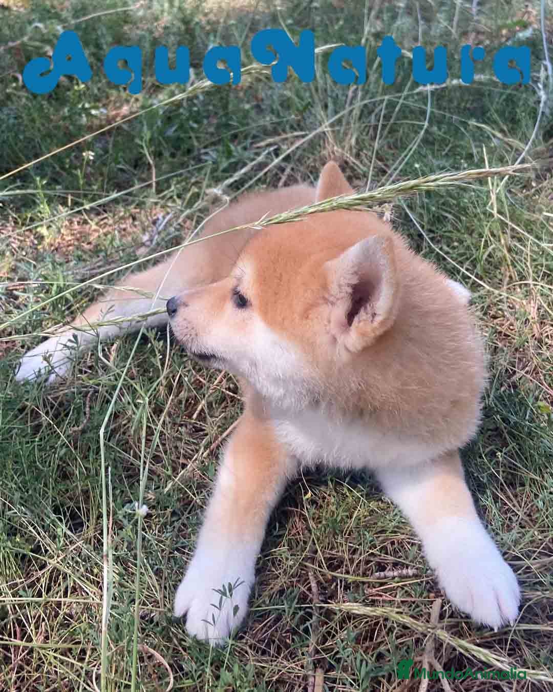 Shiba Inu perros Shiba Inu Hembra de Maya y Silvio 1828 AQUANATURA - Anuncio 2