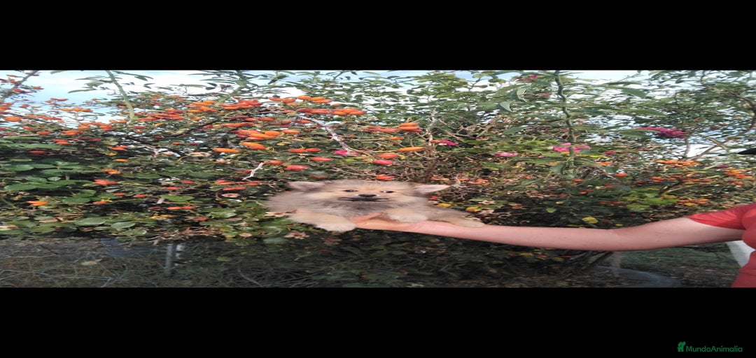 Imagen de galería {{count}}