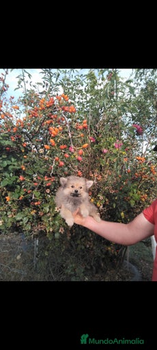 Imagen de galería {{count}}