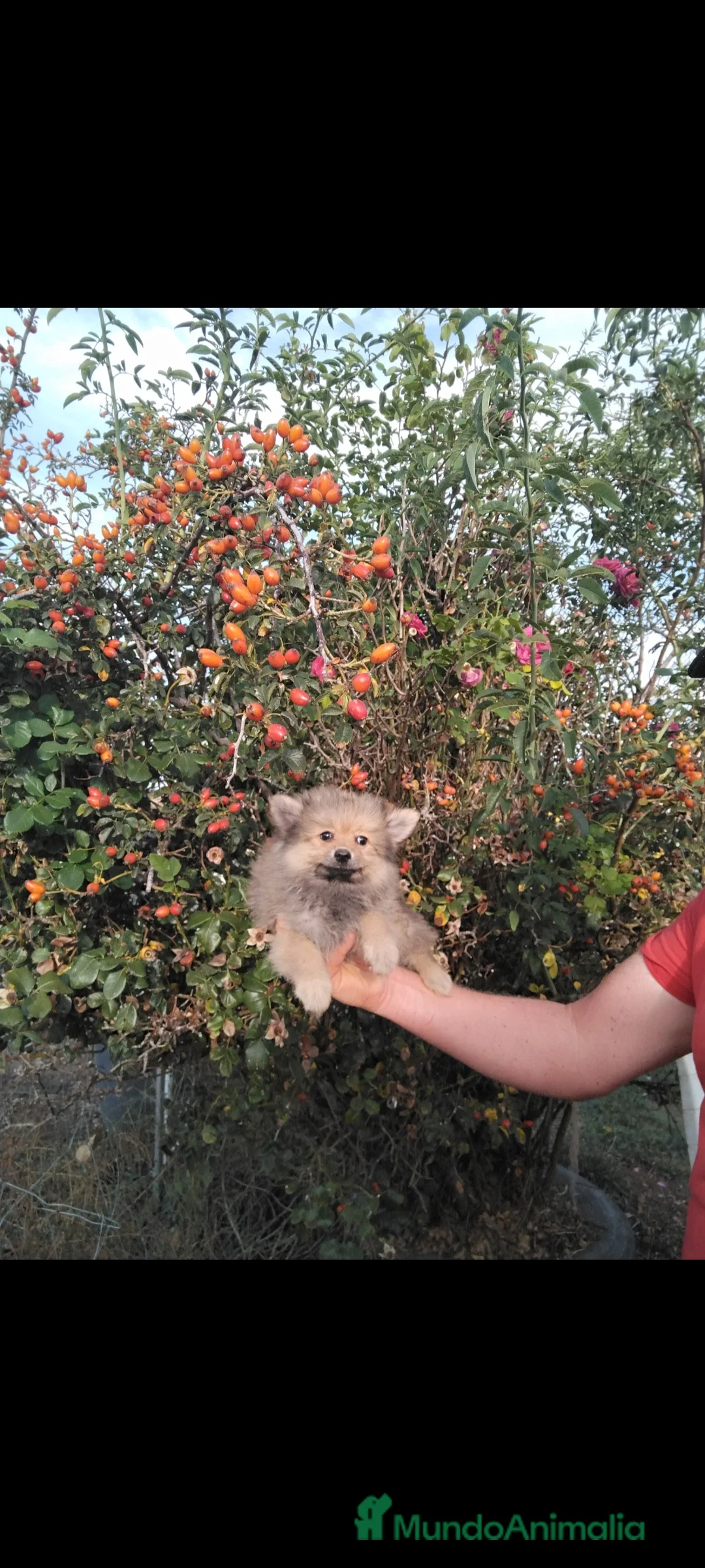 Imagen de galería {{count}}