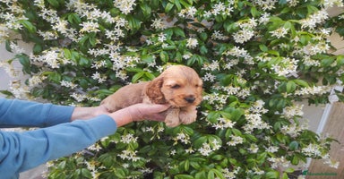 Cocker Spaniel Inglés perros - Anuncio 4