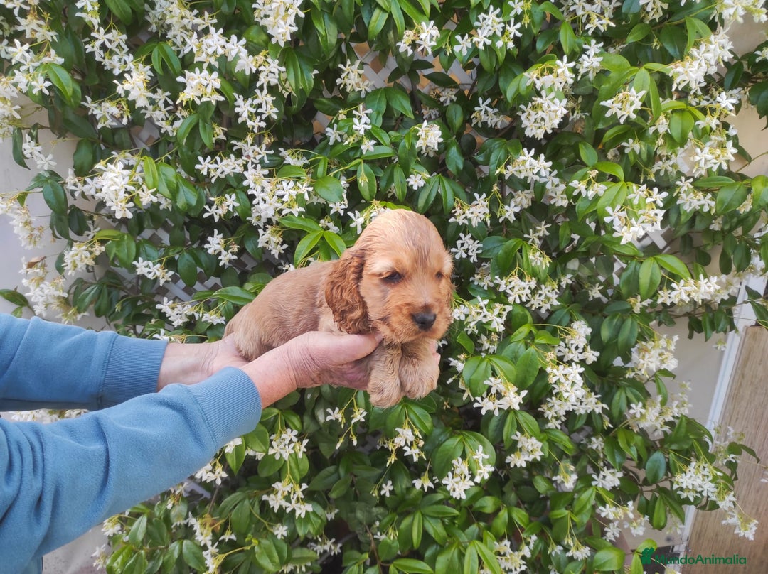 Cocker Spaniel Inglés perros en venta: Cocker spaniel ingles  - Imagen 2
