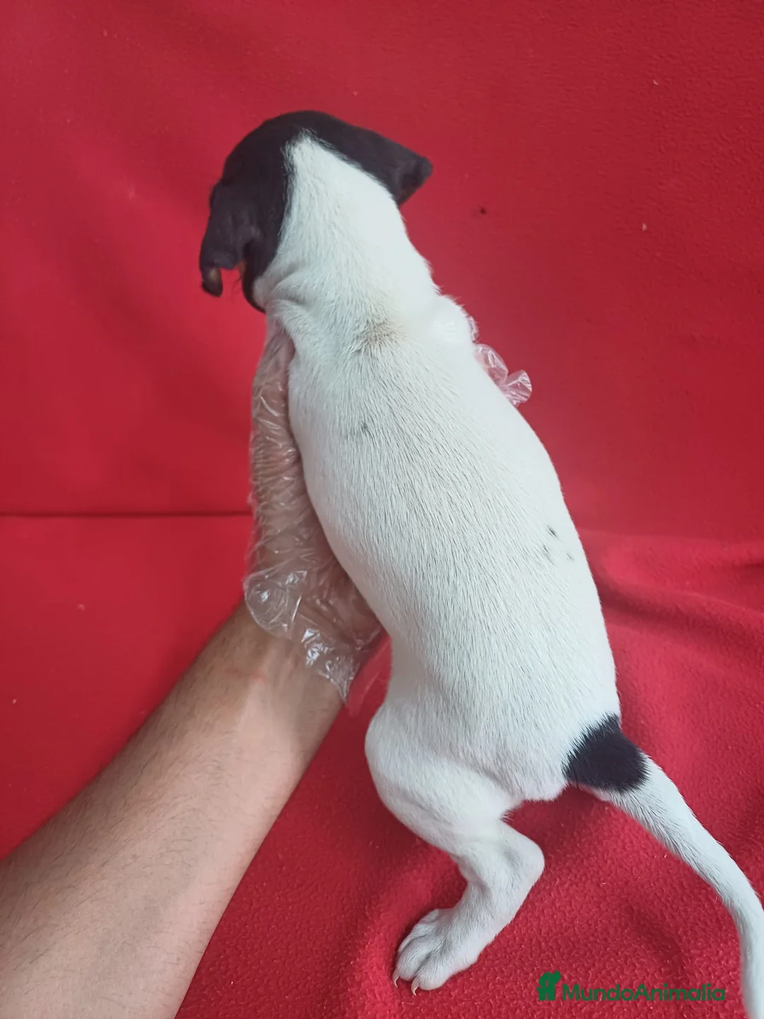 Ratonero Bodeguero Andaluz perros en venta: Bodeguero Andaluz  - Anuncio 3