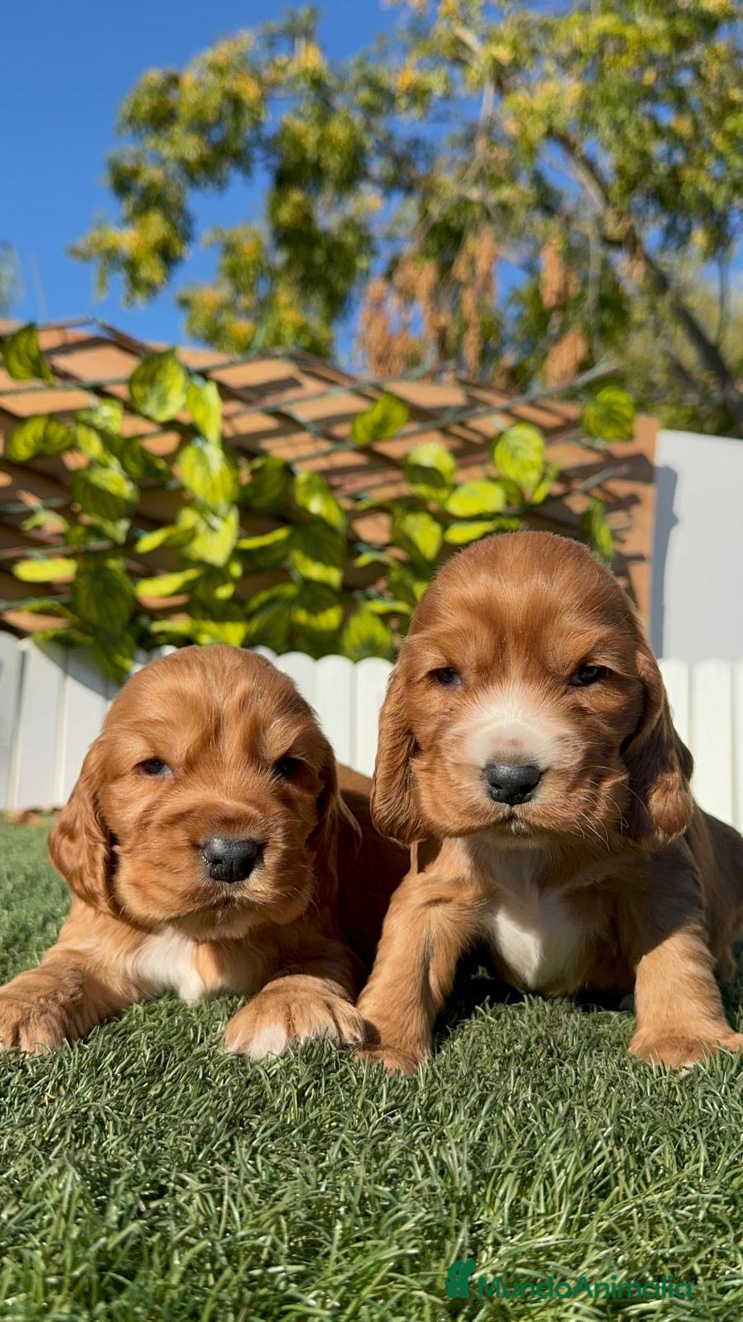 Cocker Spaniel Inglés perros en venta: COCKER SPANIEL INGLES - Anuncio 20