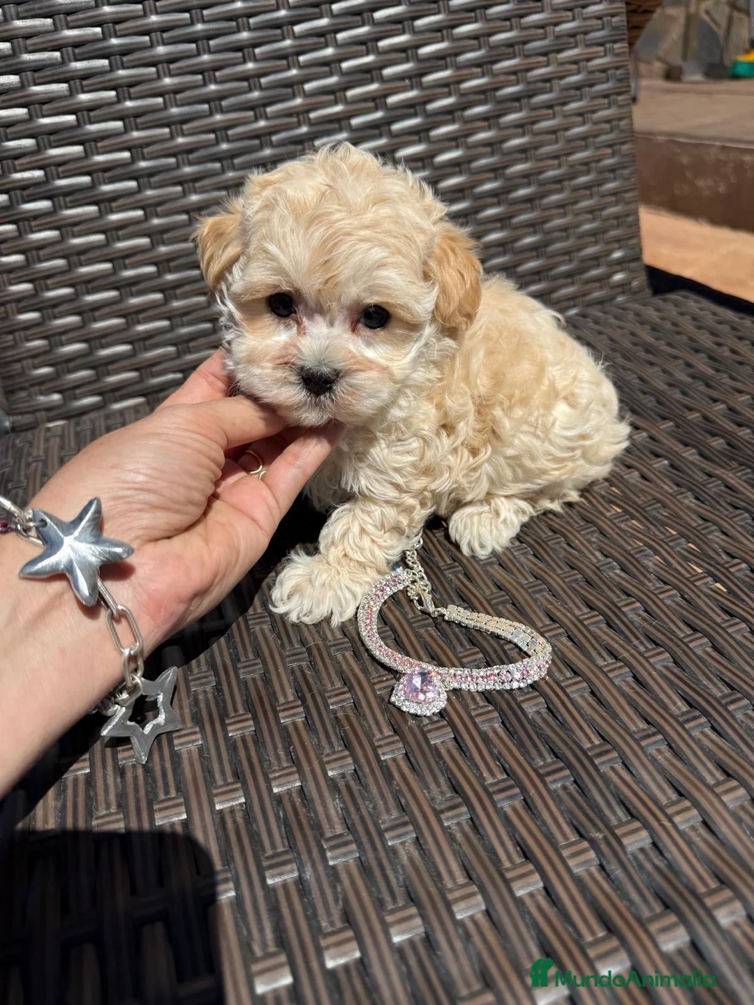 Maltipoo perros en venta: Maltipoo Hembra toy disponible!!! - Anuncio 2