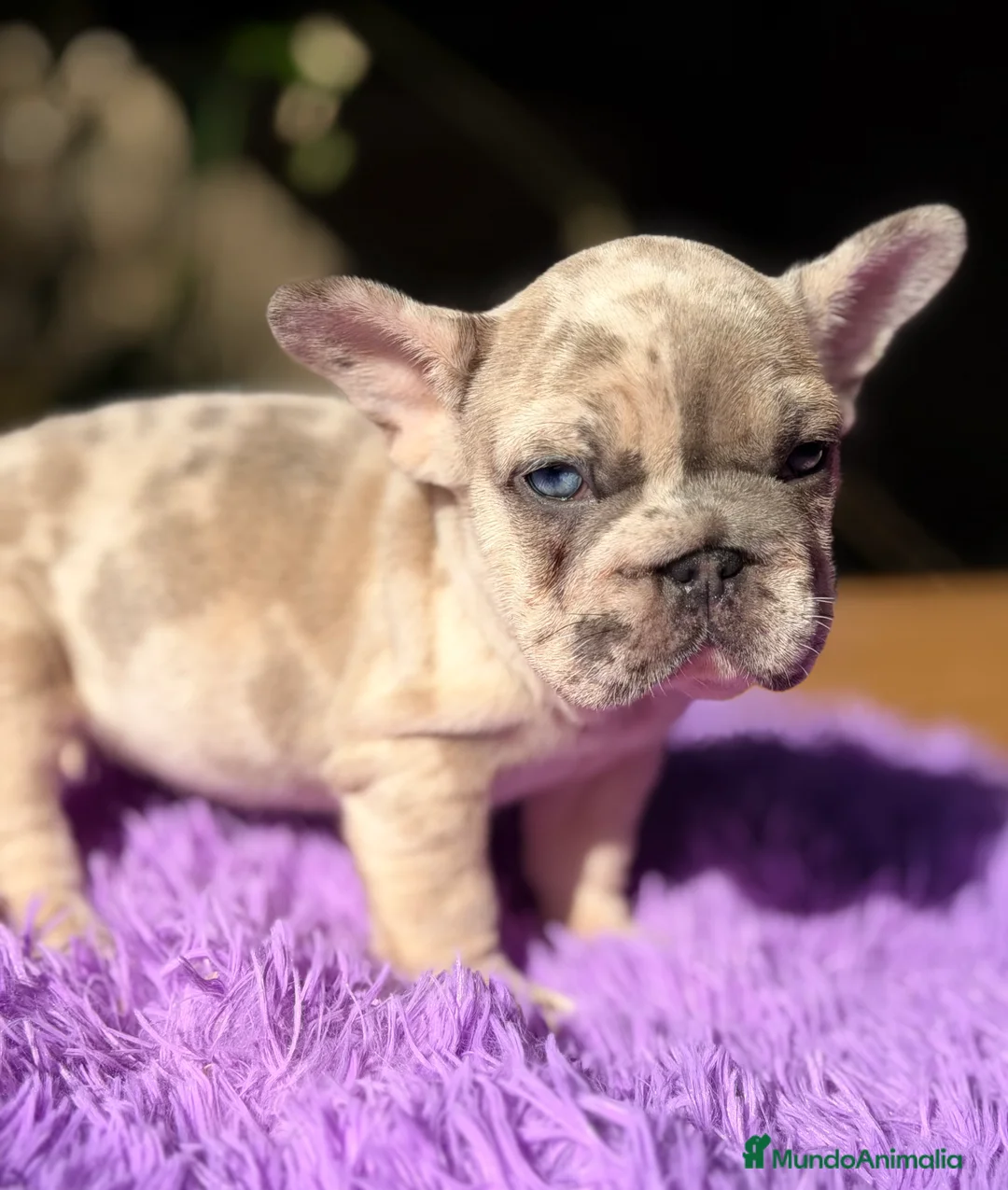 Bulldog Francés perros en venta: Bulldog Bip rope - Anuncio 4