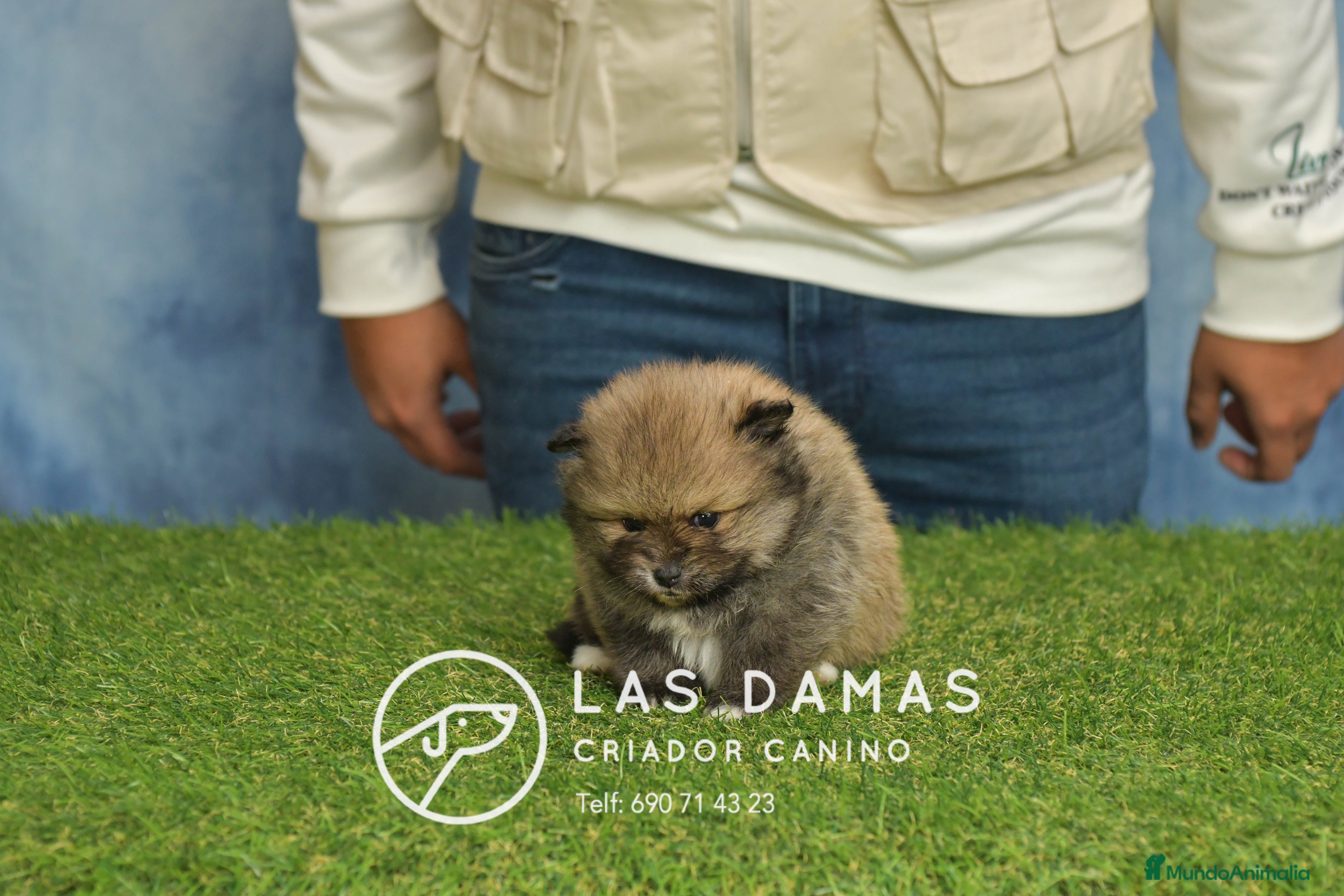 Pomerania perros Pomeranias hembras disponibles - Anuncio 2