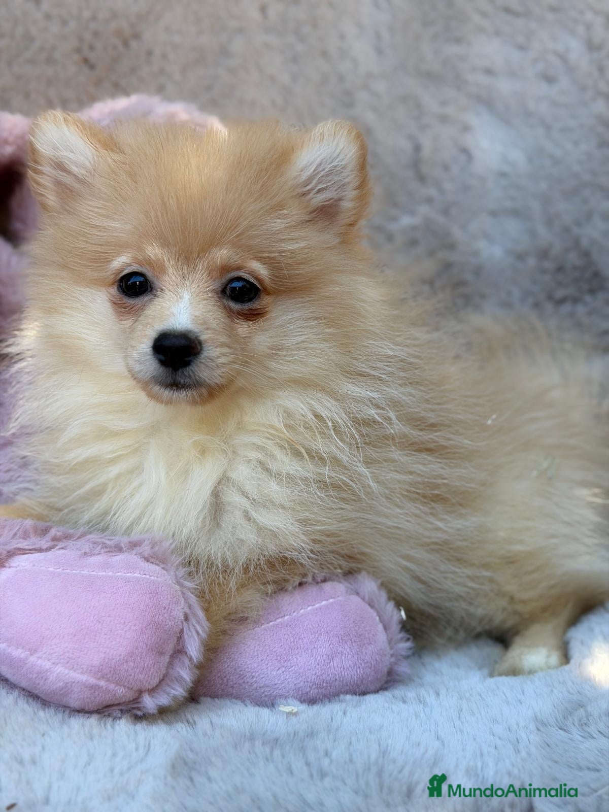 Pomerania perros Preciosa pomerania🩷🐾 - Anuncio 2