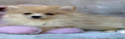 Pomerania perros en venta: Preciosa pomerania🩷🐾 - Anuncio 1