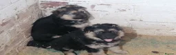 Pastor Alemán perros en venta: PRECIOSA CAMADA DE PASTOR ALEMÁN  - Anuncio 1