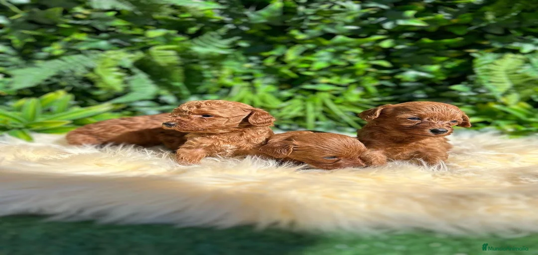 Imagen de galería {{count}}