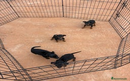 Pinscher Miniatura perros en venta: Pinscher miniatura negro fuego  - Anuncio 2