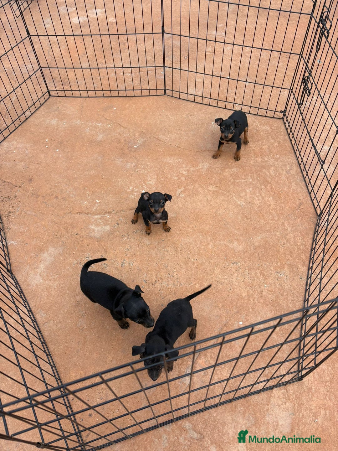 Pinscher Miniatura perros en venta: Pinscher miniatura negro fuego  - Anuncio 2