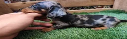 Teckel Miniatura perros en venta: Teckel kaninchen  - Anuncio 1