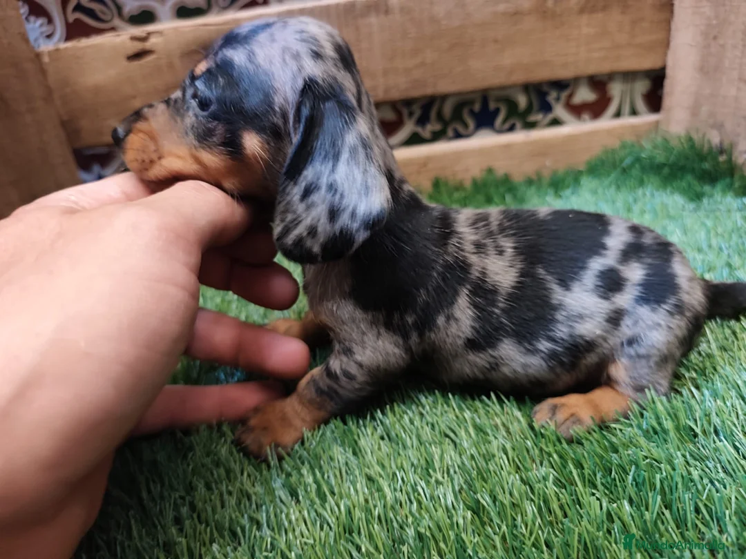Teckel Miniatura perros en venta: Teckel kaninchen  - Anuncio 1